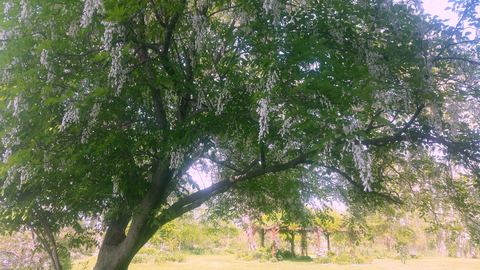 HIGHLY FRAGRANT YELLOWWOOD FLOWERS STARTING TO OPEN